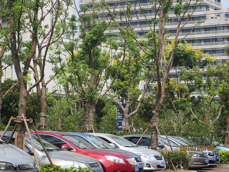 合肥市政务综合楼室外停车场改造及绿化提升工程