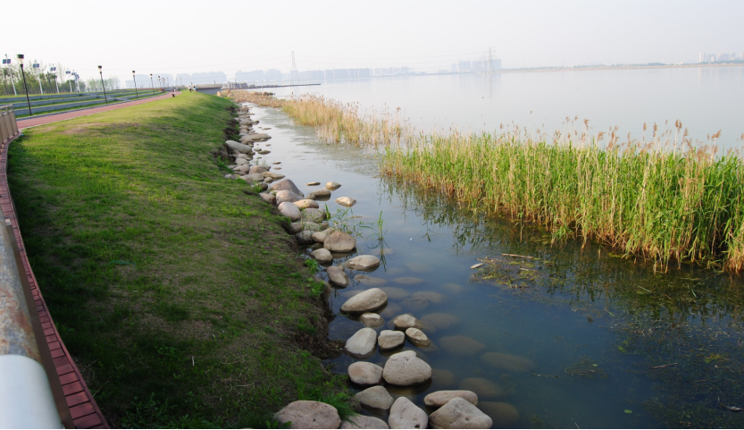 滨湖新城吴中片区太湖大堤中段绿化景观工程二标段