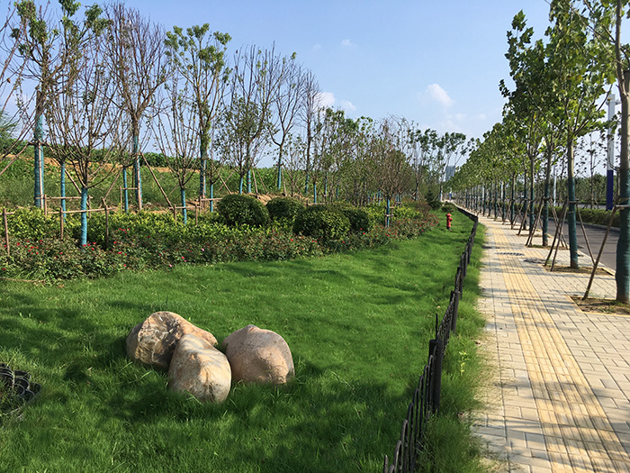 凤麟路（龙湖北路-泉河路）道路绿化工程