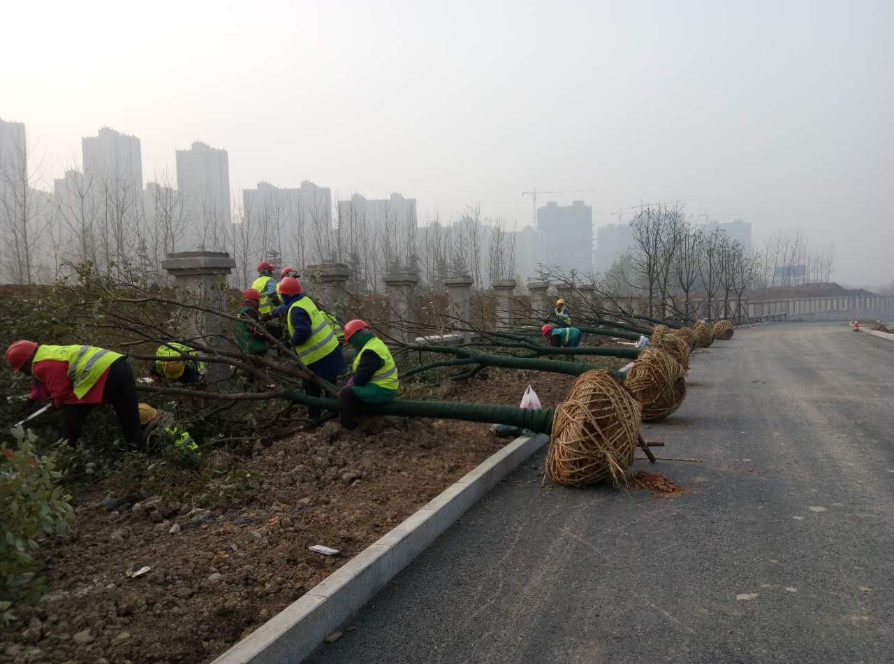 合肥车管服务中心和驾驶人考试中心绿化工程
