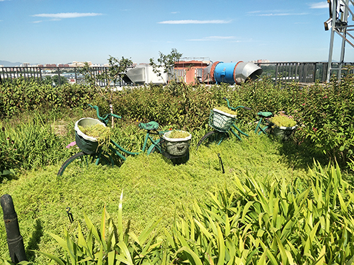 景山学校朝阳分校低碳屋顶花园