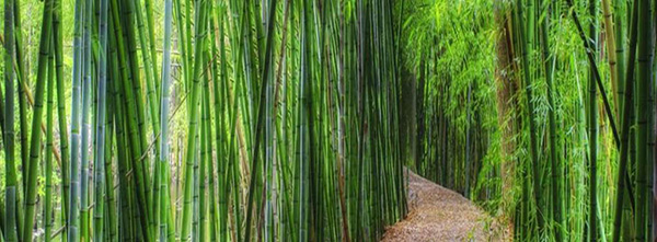 Banyan Tree Yangshuo Resort
