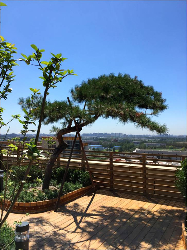 北大国际医院屋顶花园设计