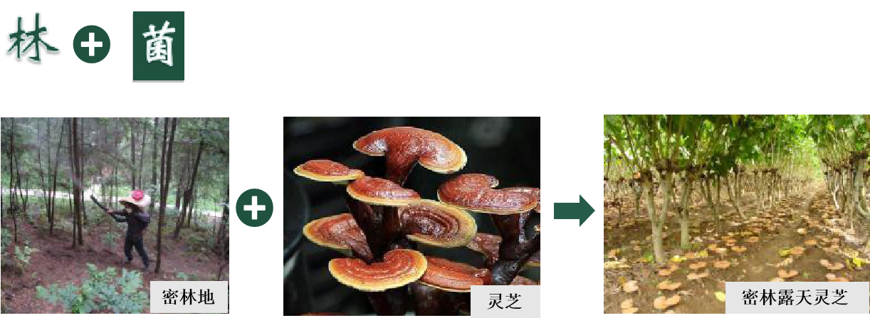 北京百万亩平原造林地块林下经济产业技术研究与示范项目