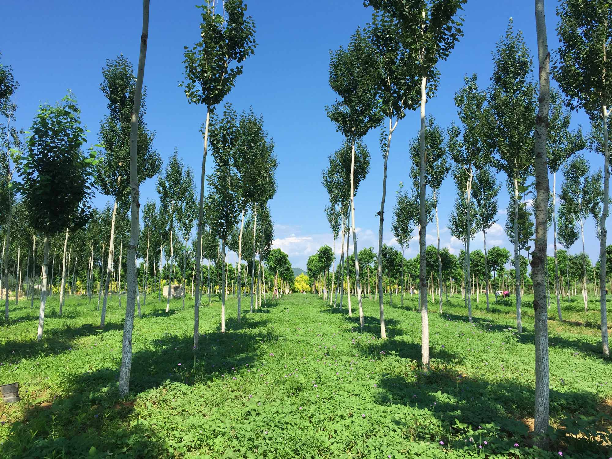 北京百万亩平原造林地块林下经济产业技术研究与示范项目
