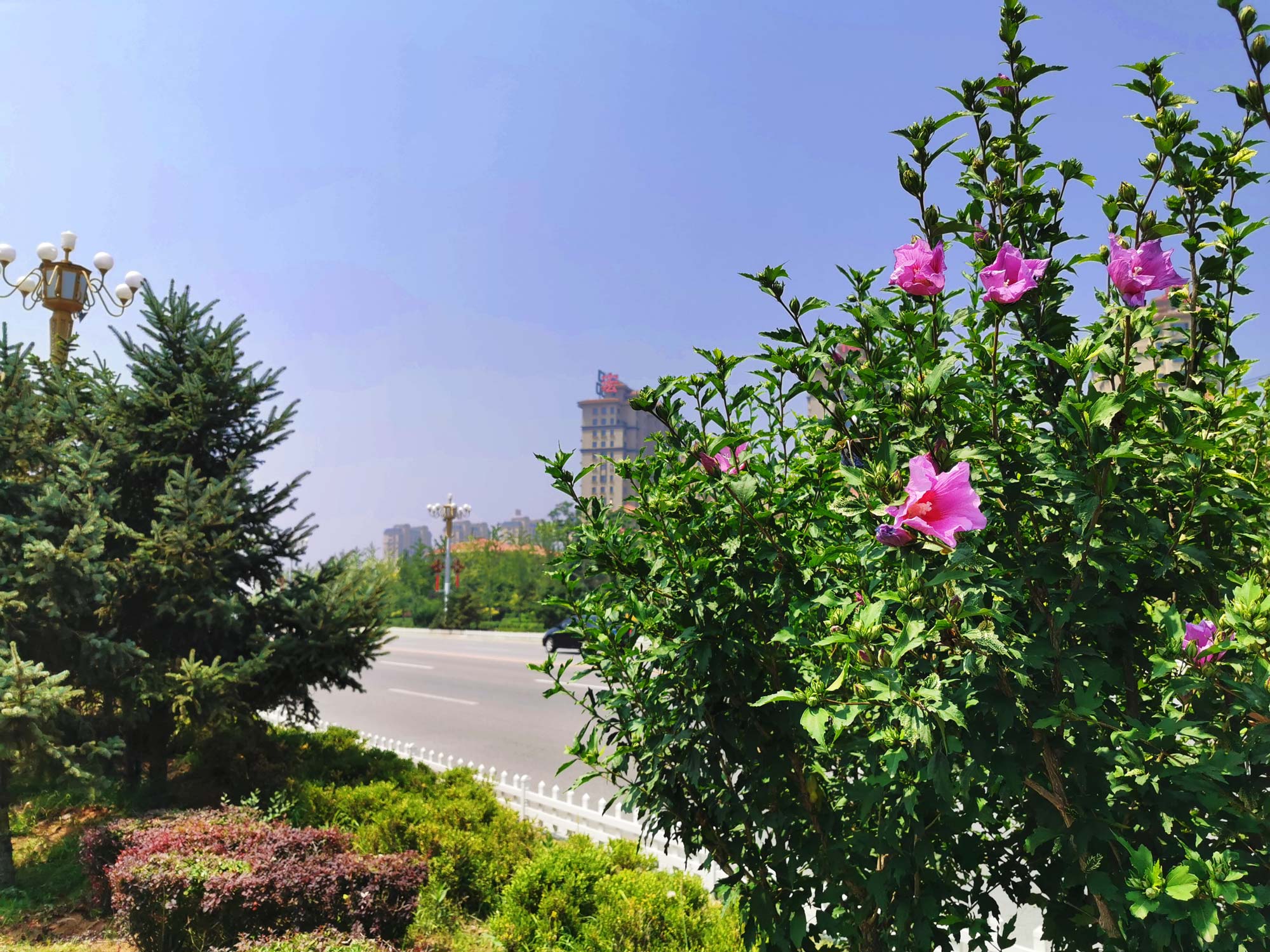 兴城市龙兴路绿化设计景观工程