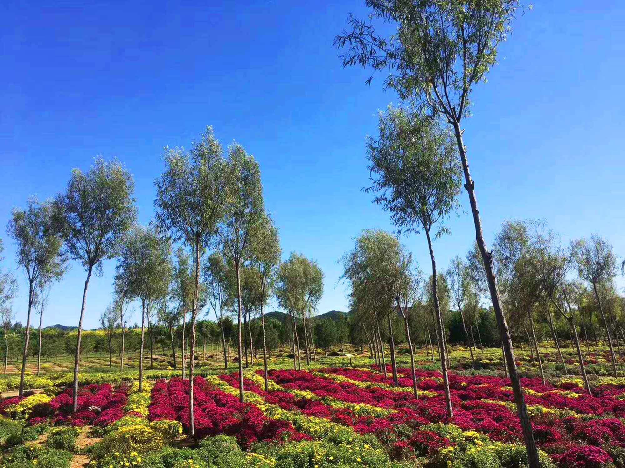 北京百万亩平原造林地块林下经济产业技术研究与示范项目