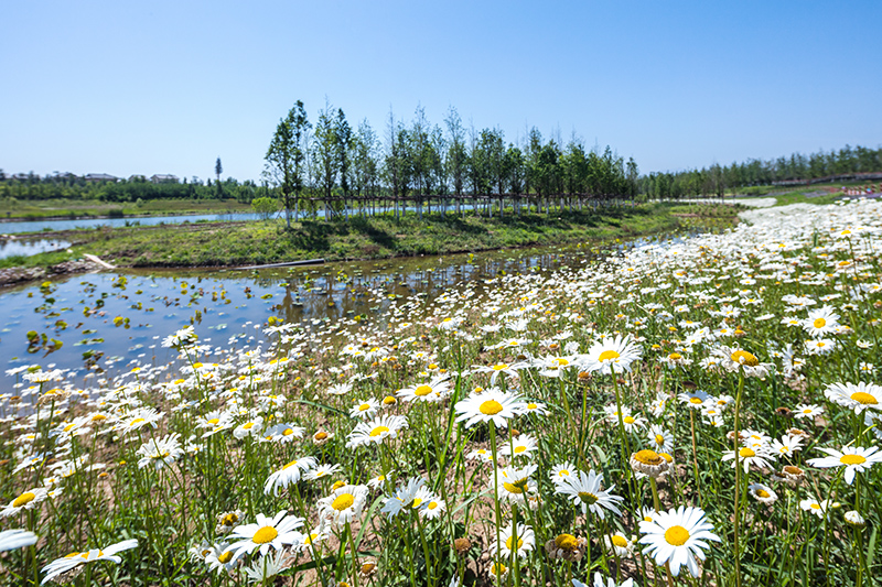 沣河（文教园段）湿地生态公园