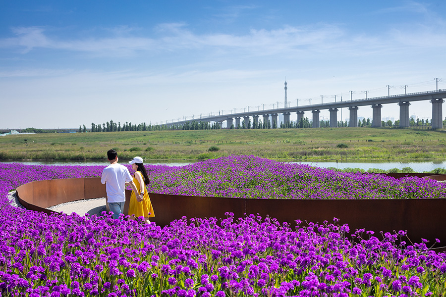 沣河（文教园段）湿地生态公园