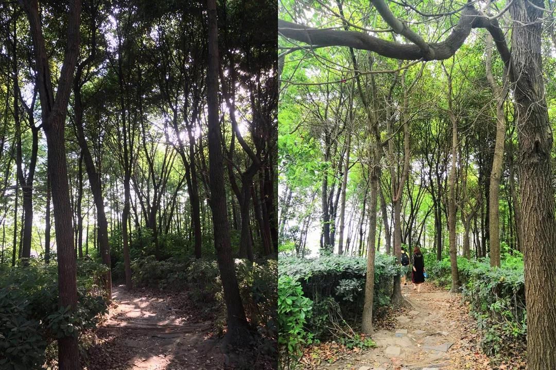 中集金地·美兰城