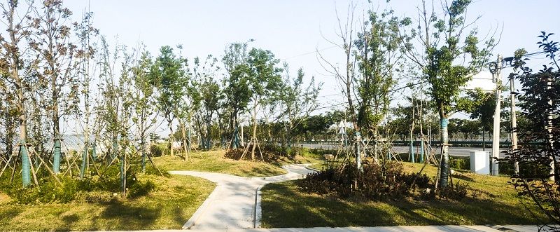S311(沈桥—杨公路段）绿化项目