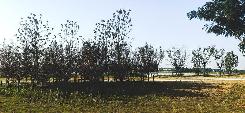 S311(沈桥—杨公路段）绿化项目