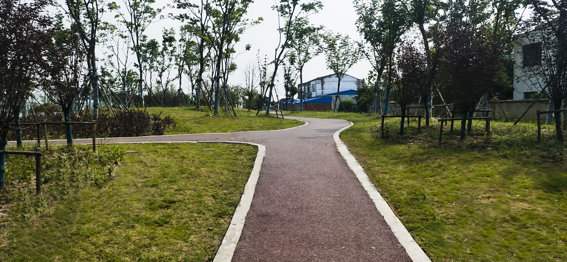 S311(沈桥—杨公路段）绿化项目