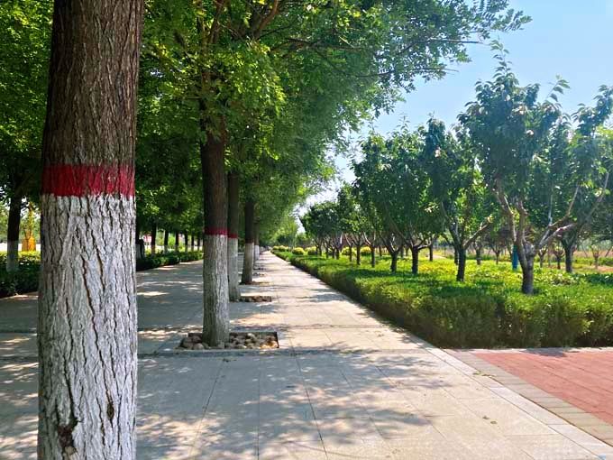 成安县城新区核心区4条路绿化设计
