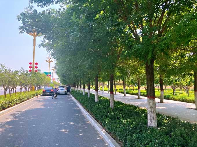 成安县城新区核心区4条路绿化设计