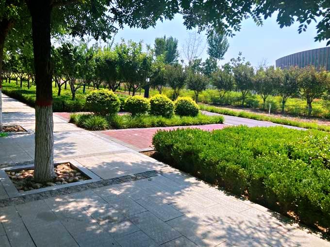成安县城新区核心区4条路绿化设计