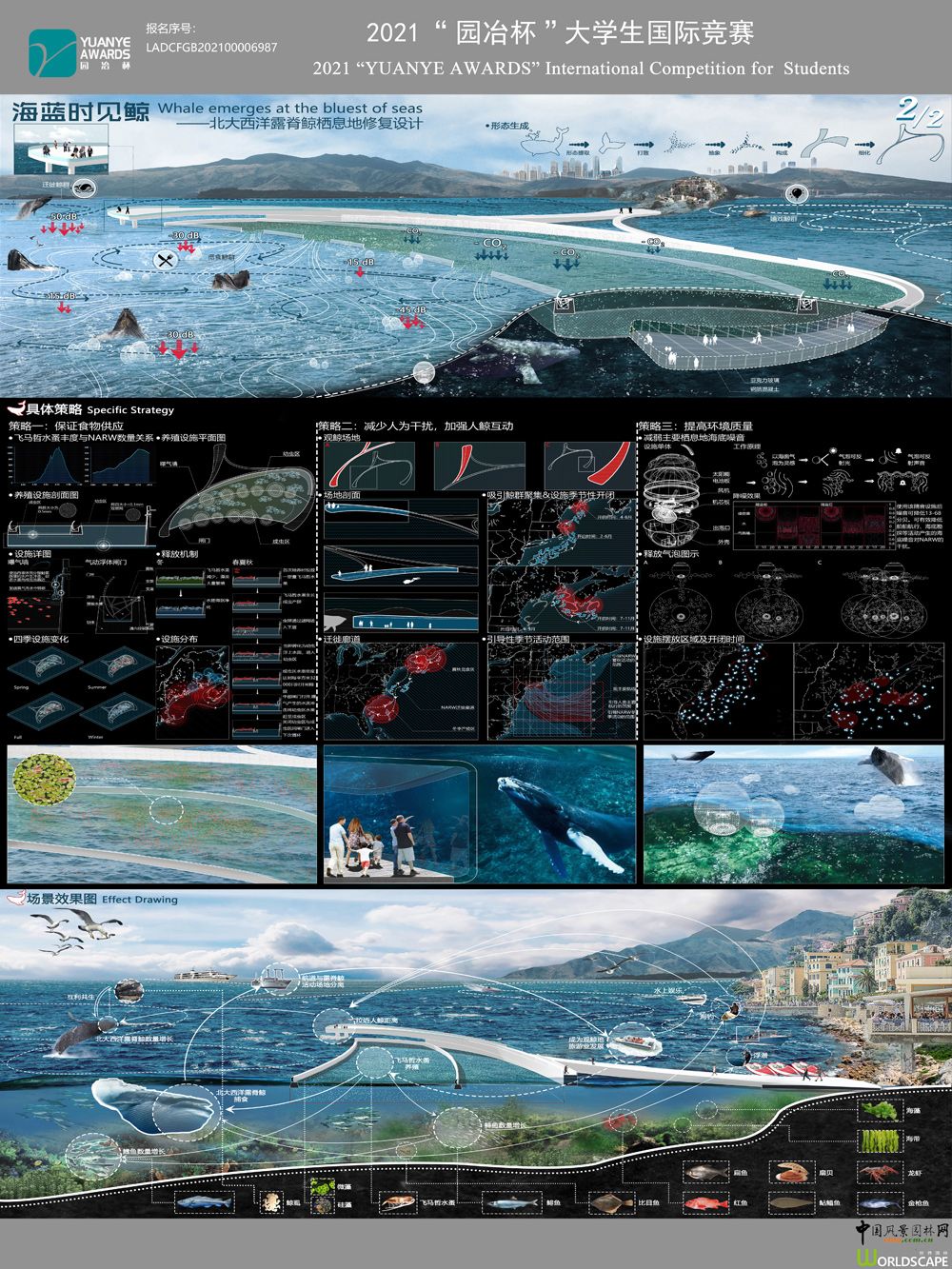 海蓝时见鲸——北大西洋露脊鲸栖息地修复设计