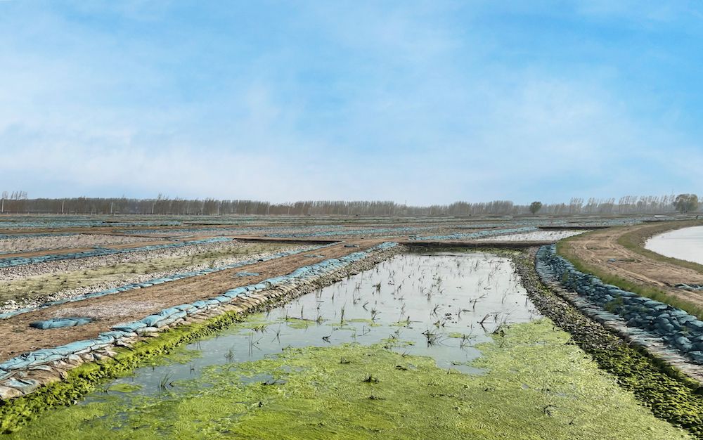 雄安新区府河河口湿地水质净化工程