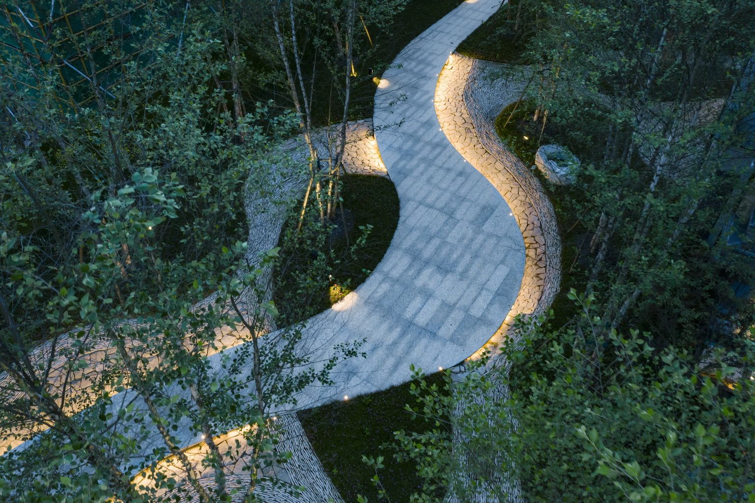 杭州大华春山椿树