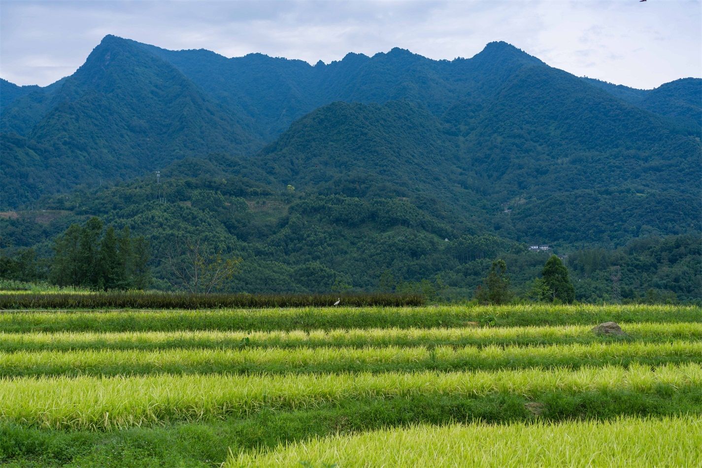 峨眉·高桥小镇