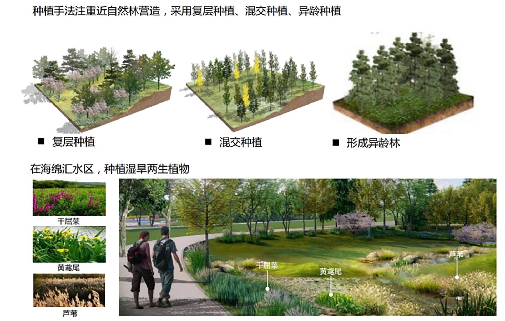 银杏公园改造提升工程 EPC 工程总承包