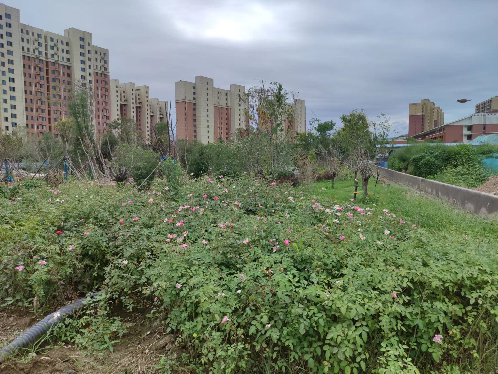 阜平县阜东新区社区公园