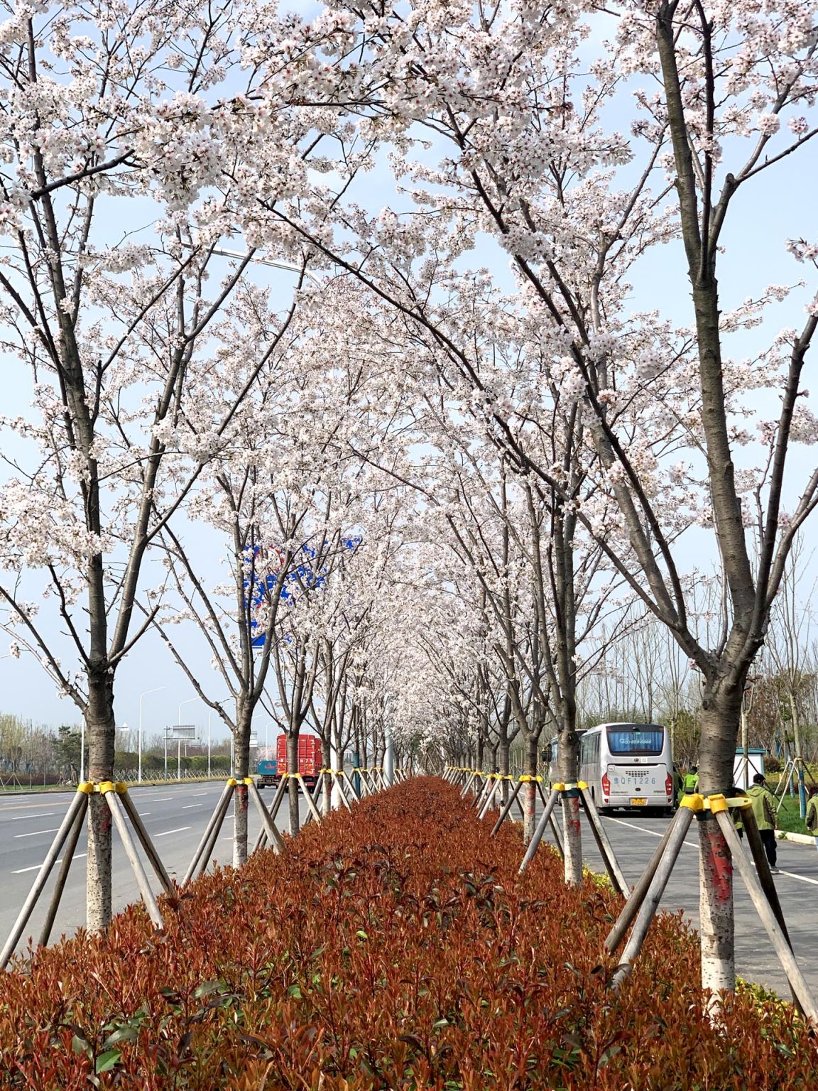 驻马店市中心城区周边生态环境建设项目设计施工总承包（EPC）二标段--嫘祖大道绿化