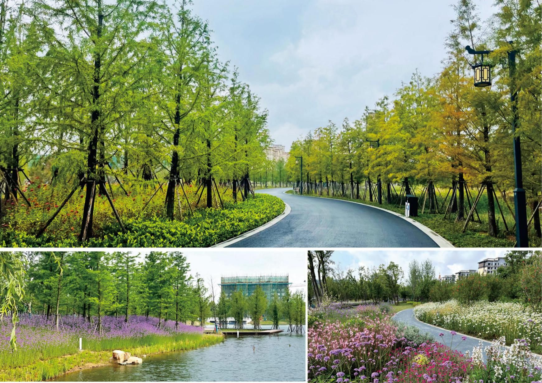 苏滁现代产业园苏州公园(良塘湖)景观绿化设计及银杏公园提升设计