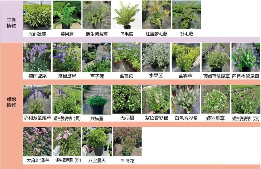 金地新乐里项目景观花境工程
