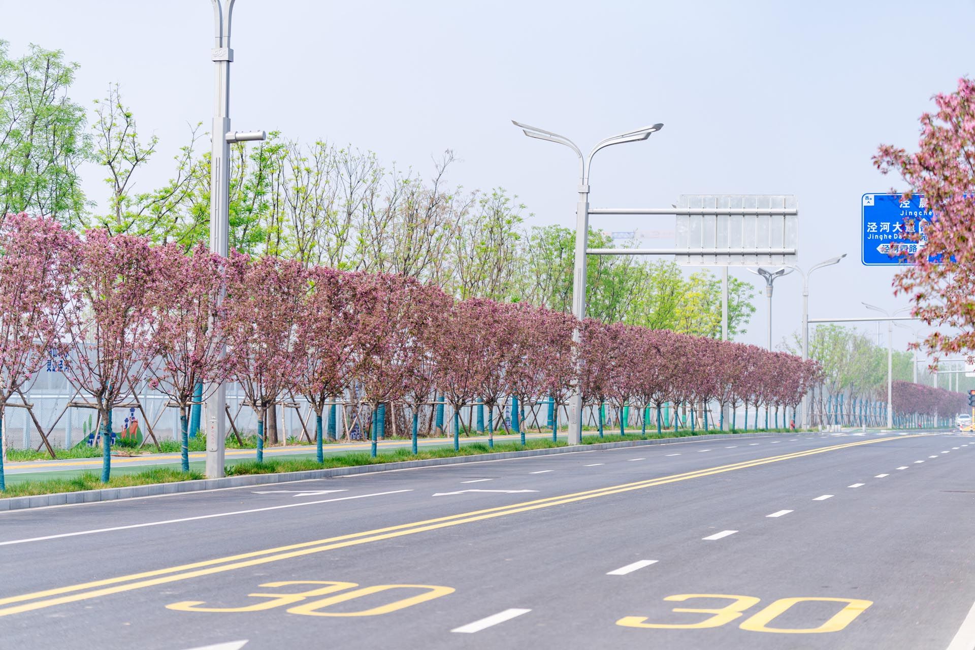“一路一花， 一街一景” 泾河新城示范道路绿化景观项目