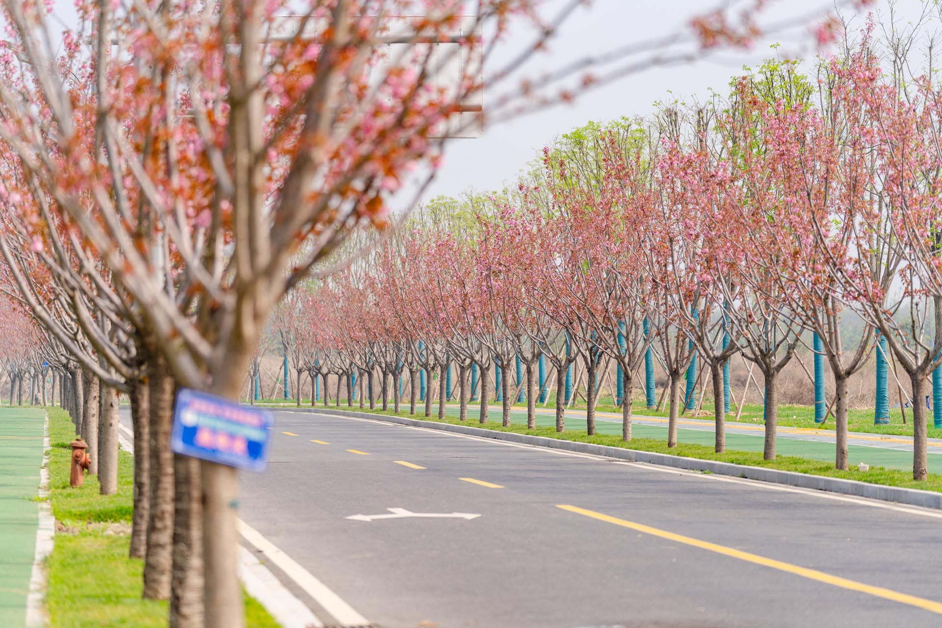 “一路一花， 一街一景” 泾河新城示范道路绿化景观项目