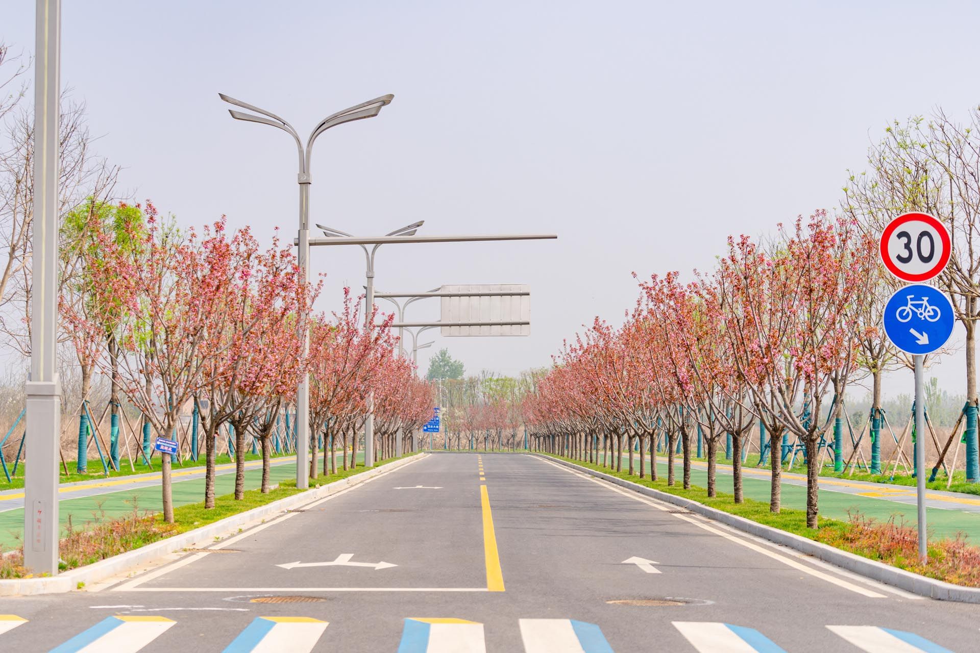 “一路一花， 一街一景” 泾河新城示范道路绿化景观项目