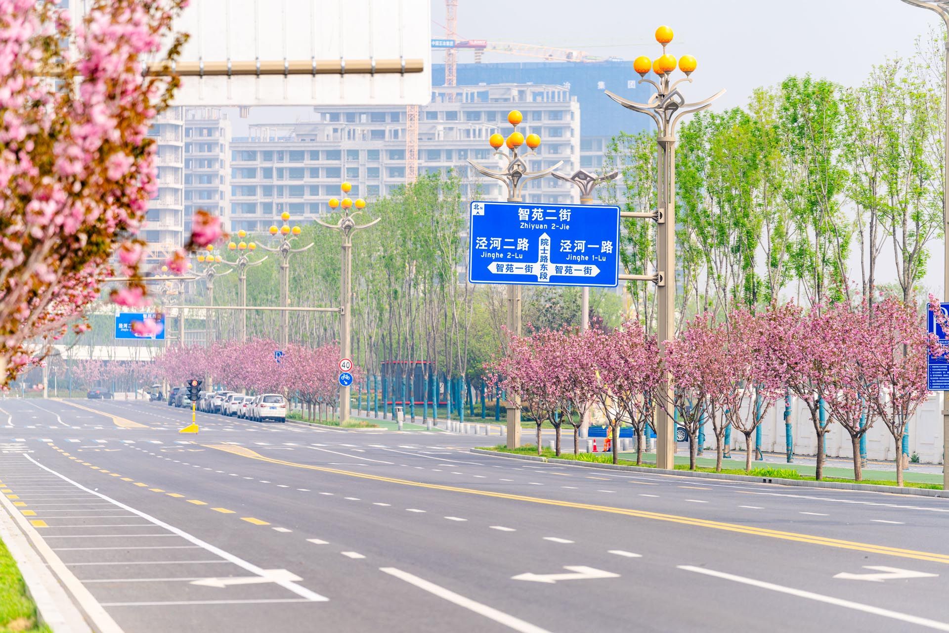 “一路一花， 一街一景” 泾河新城示范道路绿化景观项目