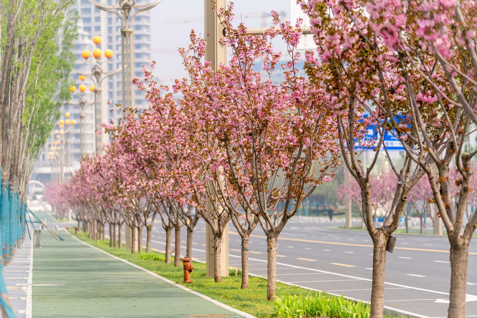 “一路一花， 一街一景” 泾河新城示范道路绿化景观项目