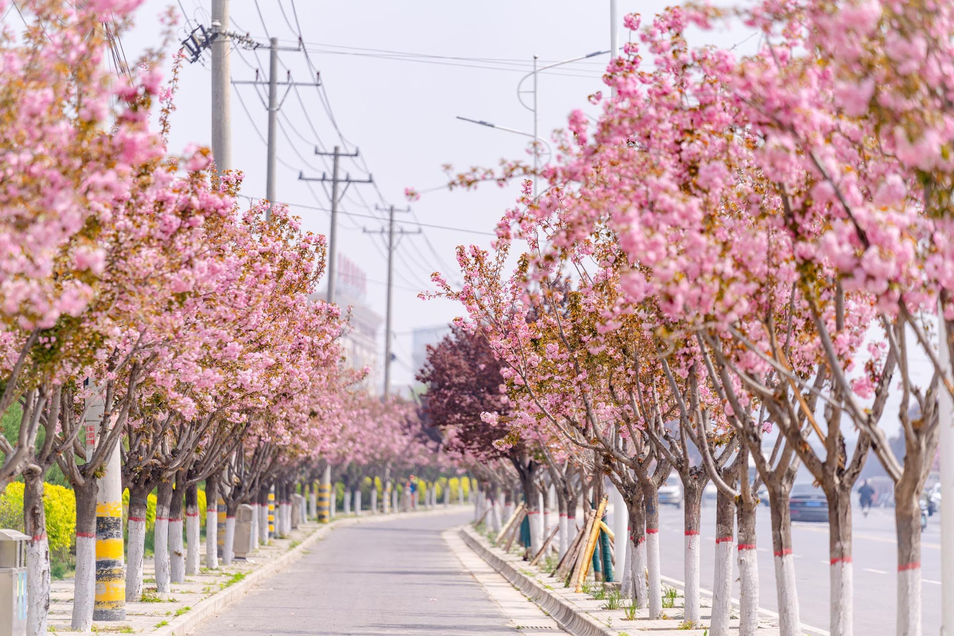 “一路一花， 一街一景” 泾河新城示范道路绿化景观项目