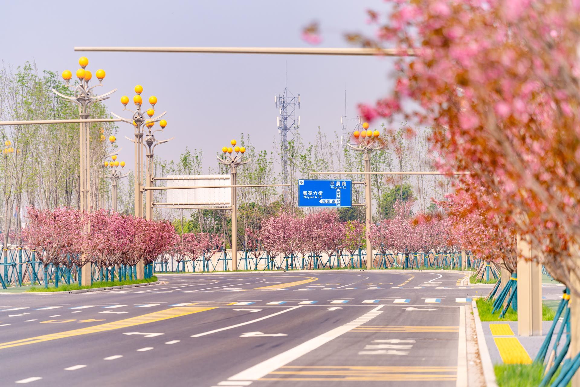 “一路一花， 一街一景” 泾河新城示范道路绿化景观项目