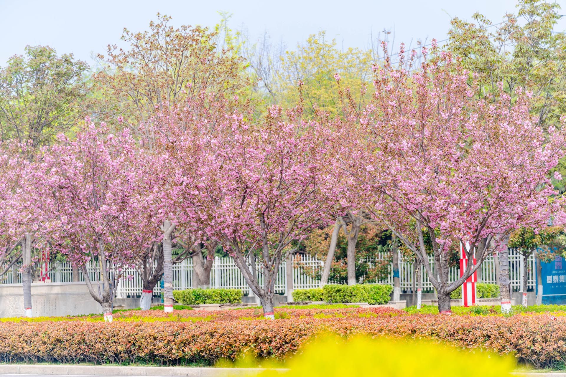 “一路一花， 一街一景” 泾河新城示范道路绿化景观项目
