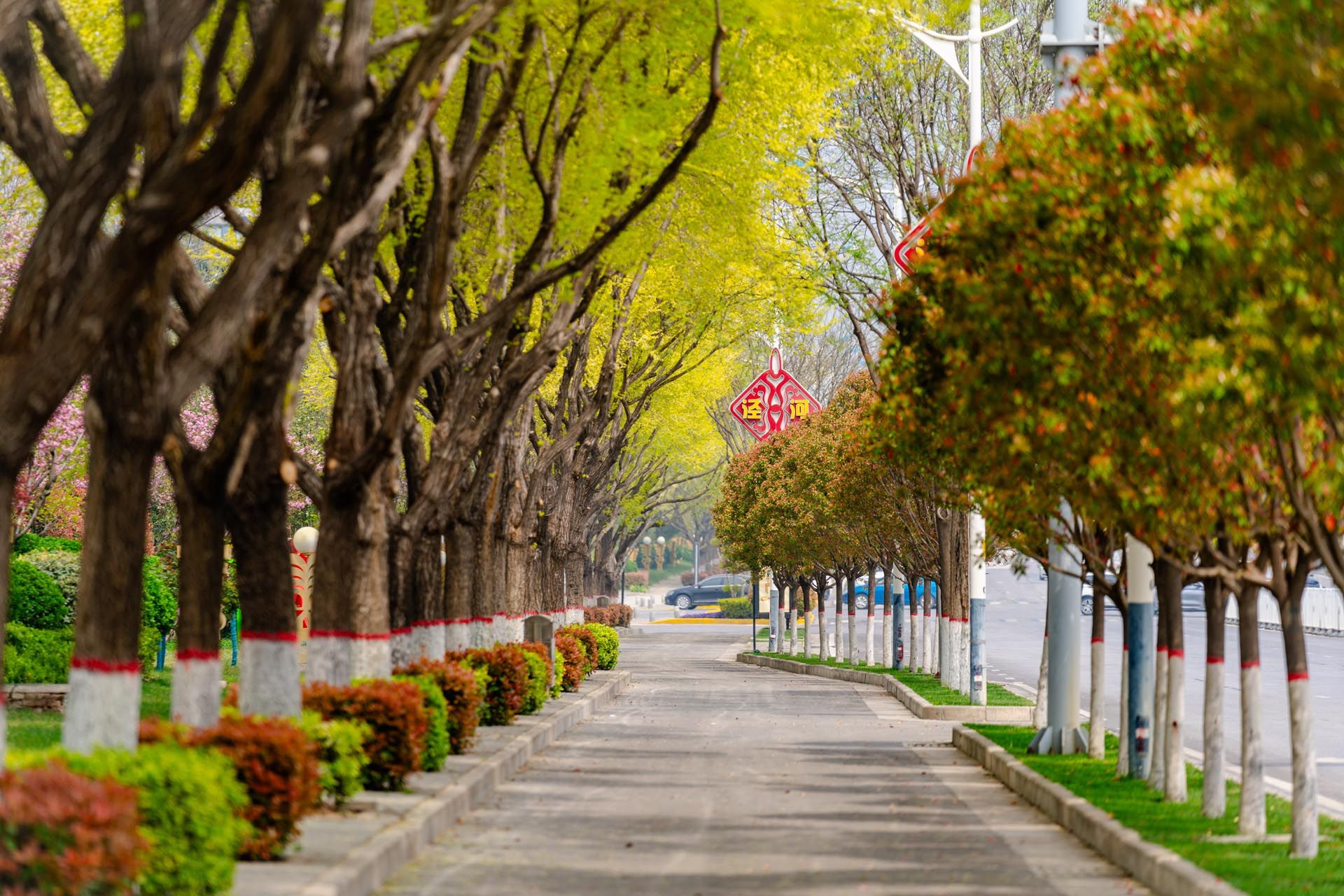 “一路一花， 一街一景” 泾河新城示范道路绿化景观项目