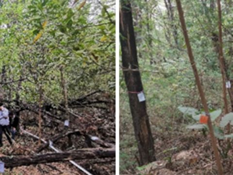 深圳南山区侨城北公园景观设计
