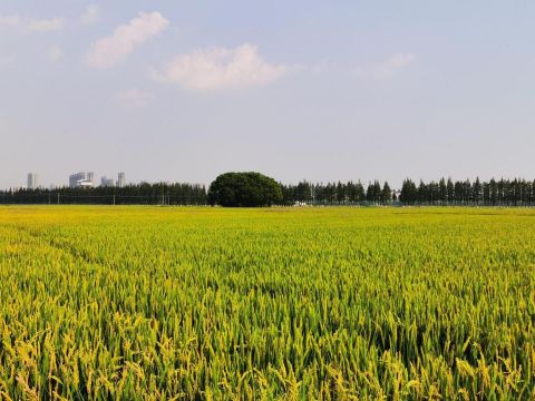 昆山菉葭未来智慧田园综合体