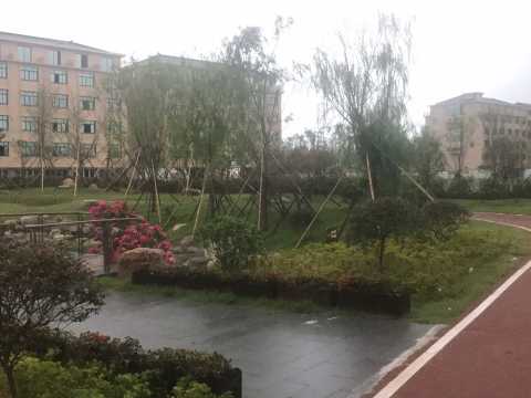 浙江省路桥区2016年美丽公路示范路（S75南延路桥段）绿化工程